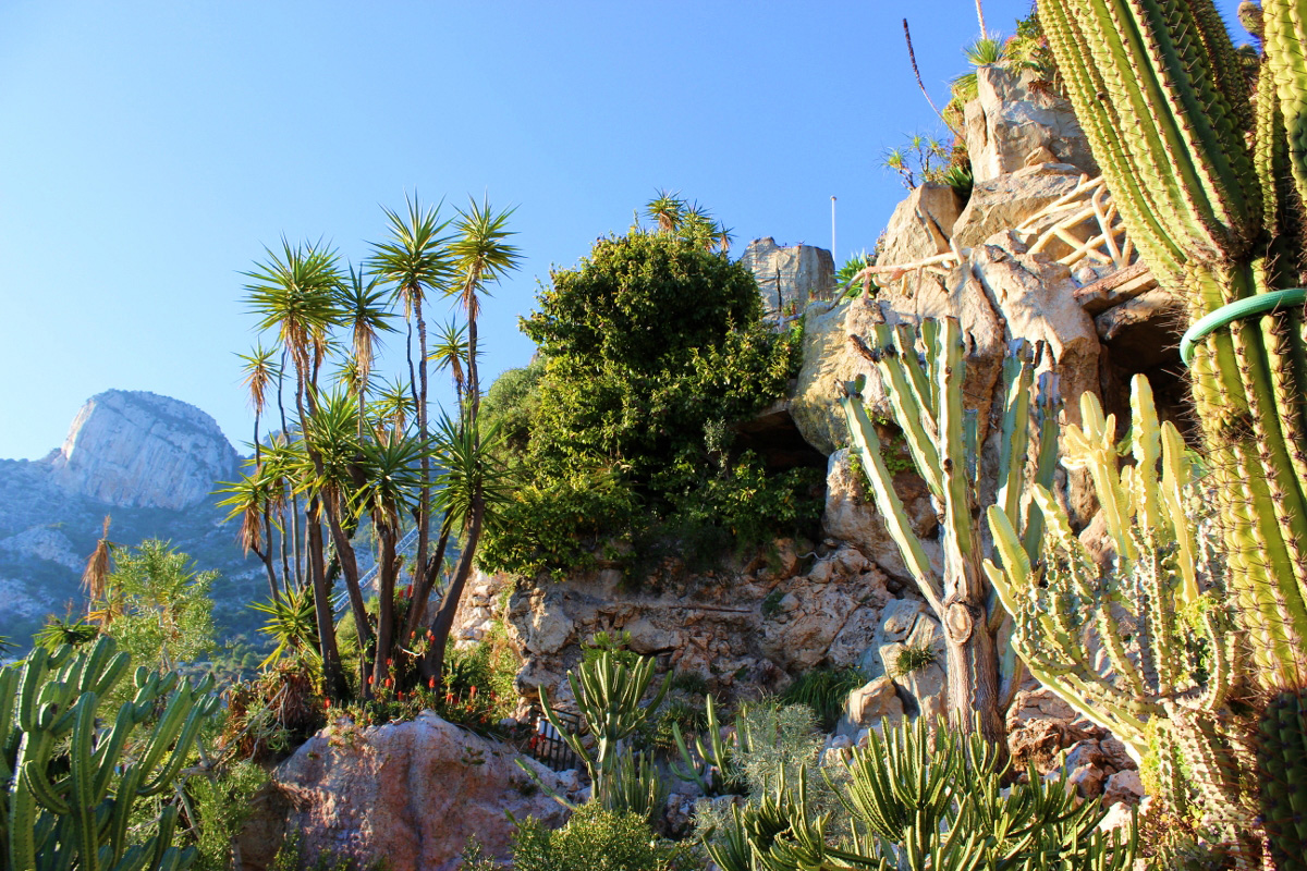 Jardin Exotique
